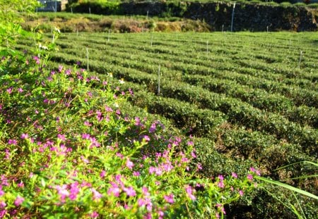 Tea plantations wildflowers