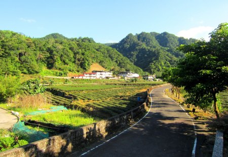 Scenery - mountain, scenery, house, tea plantations, road