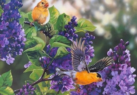 BIRDS AND LILAC - garden, lilac, birds, spring