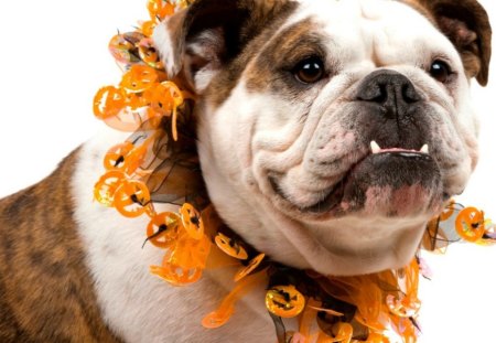 Ready for Halloween - animal, funny, cute, halloween, dog, orange, pumpkin