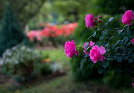 Rose - flower, nature, rose, earth