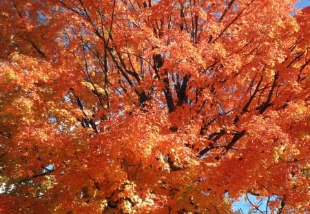 Wonderful Autumn - fall, autumn, orange, tree, leaves