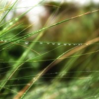 Dew on Grass