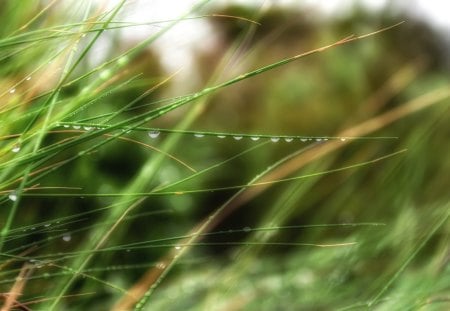 Dew on Grass - morning, dew drops, autumn, fresh, rain, summer, field, dew, spring, lawn, fall, green, rain drops, grass, damp, new