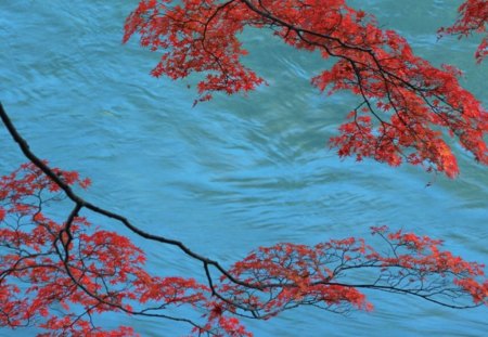 autumn tree - water, blue, autumn, red, tree