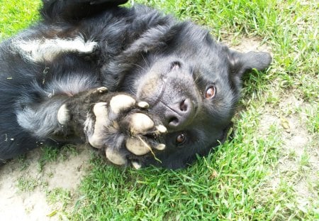 Give me five!! - black, cute, dog, funny