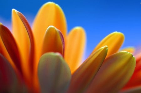 Gerbera Petals - flowers, petals, gerbera, colors