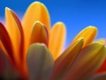 Gerbera Petals