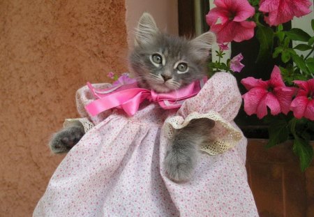 kitten in pink - flowers, pink, kitten, dress