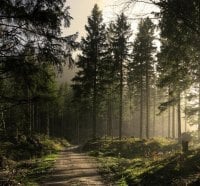 Forest Path