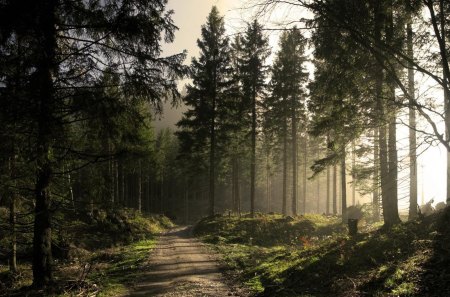 Forest Path - path, forest, sun, jungle