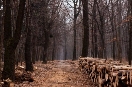 Forest - autumn, landscape, way, wallpaper, path, road, wood, hd, nature, fall, forest, jungle, scene