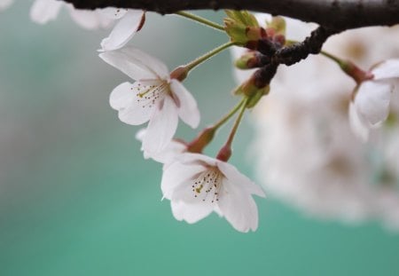 White Flower - white, nature, photo, flower