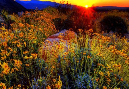 Sunrise over the mountain - nice, sky, sundown, flowering, sunset, meadow, rocks, pretty, rays, sunlight, mountain, lovely, nature, glow, floral, fiery, beautiful, stones, flowers, sunrise