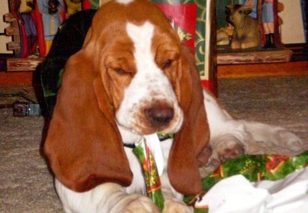 Christmas Tastes So Good - christmas, animal, nature, ears, hound, dog, bassett hound