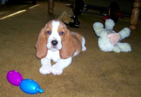 I Am Too Small To Sit Still - nature, puppy, dog, animal, hound, bassett hound