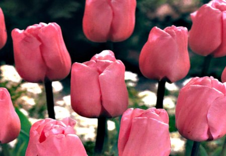 My Favorite Tulip. - white, 07, pink, green