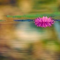 Solitary Blossom