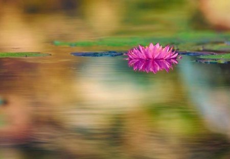 Solitary Blossom - flowers, floating, nature, blossom, pink