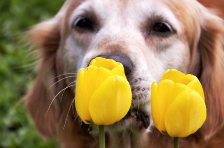 Cutie Puppy.. - white, 05, yellow, dog