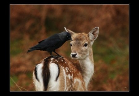 Bird Hitching a Ride - bird, doe, crow, deer, ride, animals