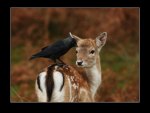 Bird Hitching a Ride