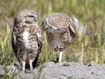 Burrowing Owls