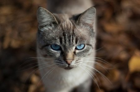 I have something in mind..!! - eyes, with, blue, cat