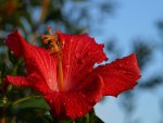 Red Flower