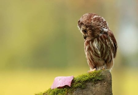 An Indignant Owl - leaf, animal, owl, bird