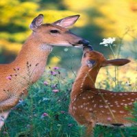 Bambi And His Mom