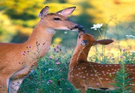 Bambi And His Mom - nature, deer, mommy deer, baby deer, animals