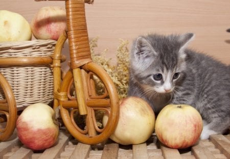 *** Cat with apples *** - koty, jablka, ladowe, zwierzeta