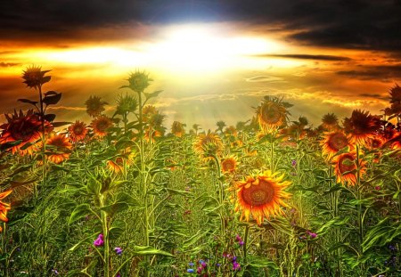 SUN FILLED FIELD - sunflowers, sunshine, field, glory