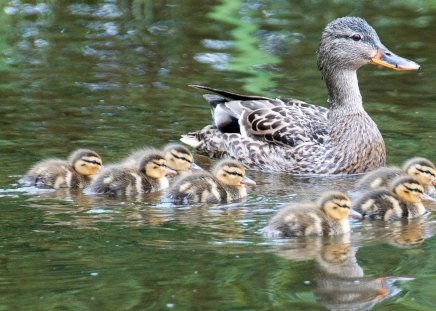 *** Family of ducks *** - dzikie, zwierzeta, stado, ptaki, kaczki