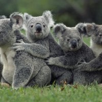 *** Koala bears ***