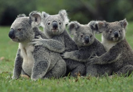 *** Koala bears *** - koala, ladowe, misie, zwierzeta