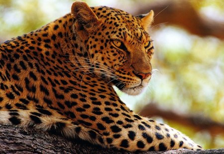 *** Leopard *** - koty, leopard, ladowe, dzikie, zwierzeta