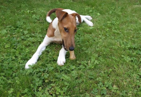 *** Fox terrier *** - ladowe, foksterier, zwierzeta, psy