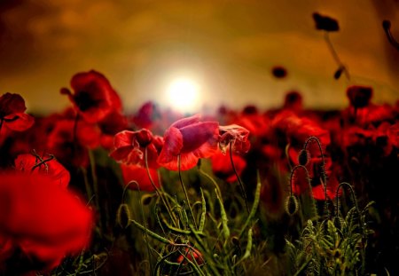 POPPY  OCEAN - glow, blossoms, red, sun, field, flowers, sunset, poppies