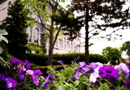 CASTLE GARDEN - field, blossoms, garden, castle