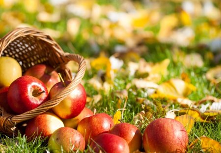 *** Ripe Apples *** - owoce, jablka, jesien, natura