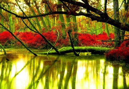 FOREST RIVER - river, forest, nature, autumn