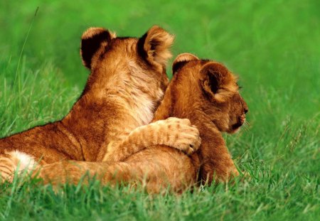 Frnds 4 ever - lion, animal, cub, frnds