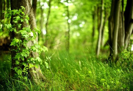 Forest - forest, nature, tree, green