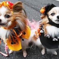 Dogs Ready for Halloween