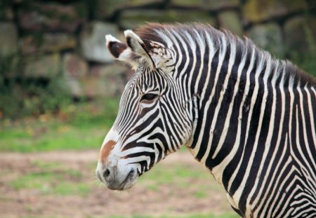 ZEBRA HEAD - zebra, mammal, wild, black and white, patterns