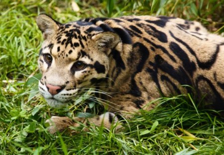 CLOUDED LEOPARD - big cats, leopard, rare, mammal, wildlife