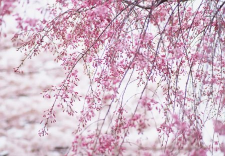 Tree Flowers - flowers, nice, pink, tree