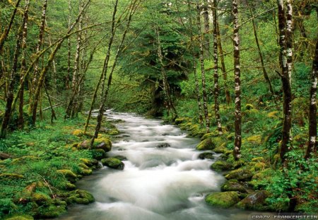 Beautiful Forest Rivers - forest, flowing, leaves, white, brown, plants, land, morning, river, bushes, nature, rapid, water, daylight, limbs, trunks, trees, day, green